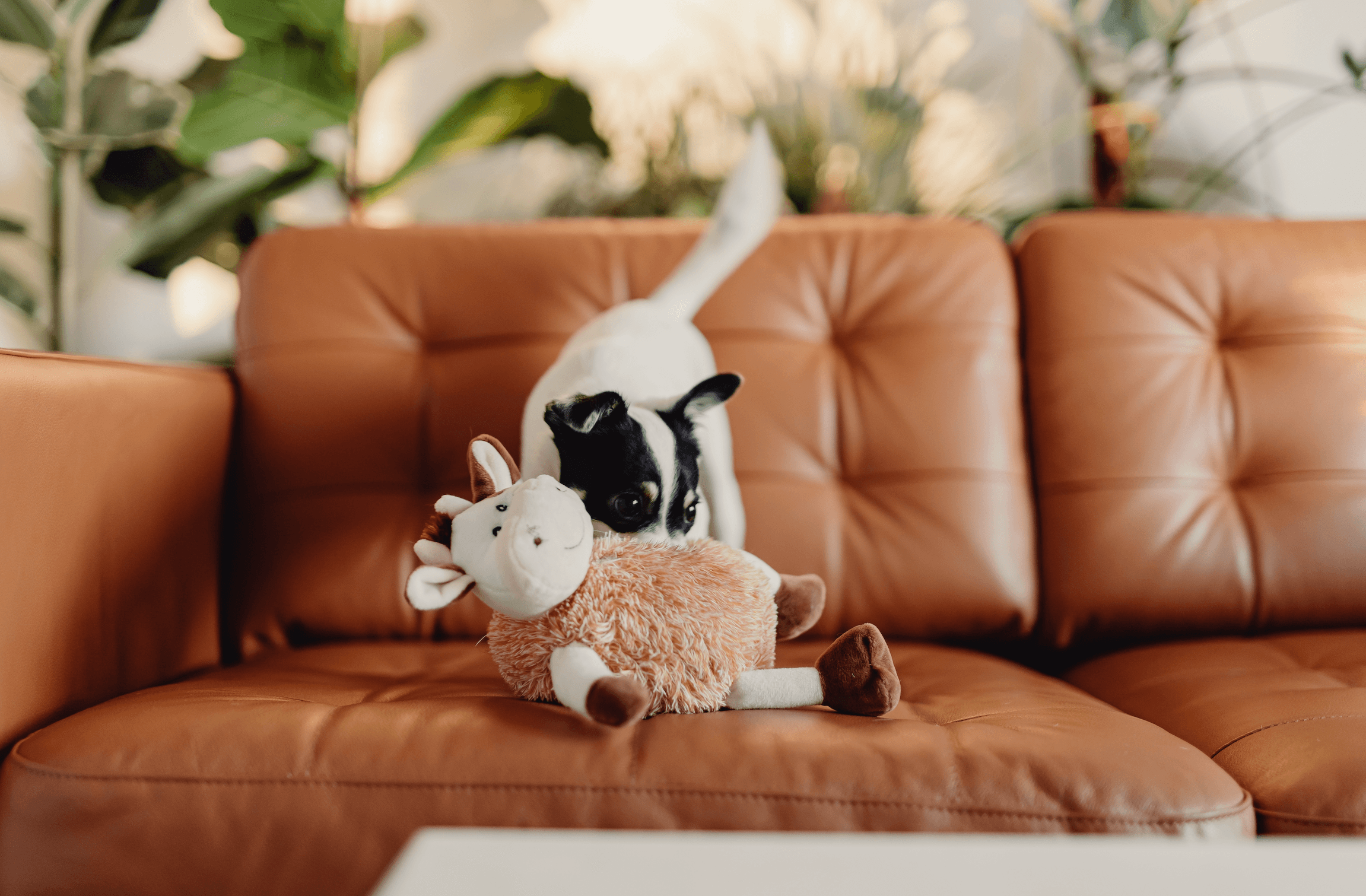 Pet Toys - Mademoiselle Home Decor & Furniture Store