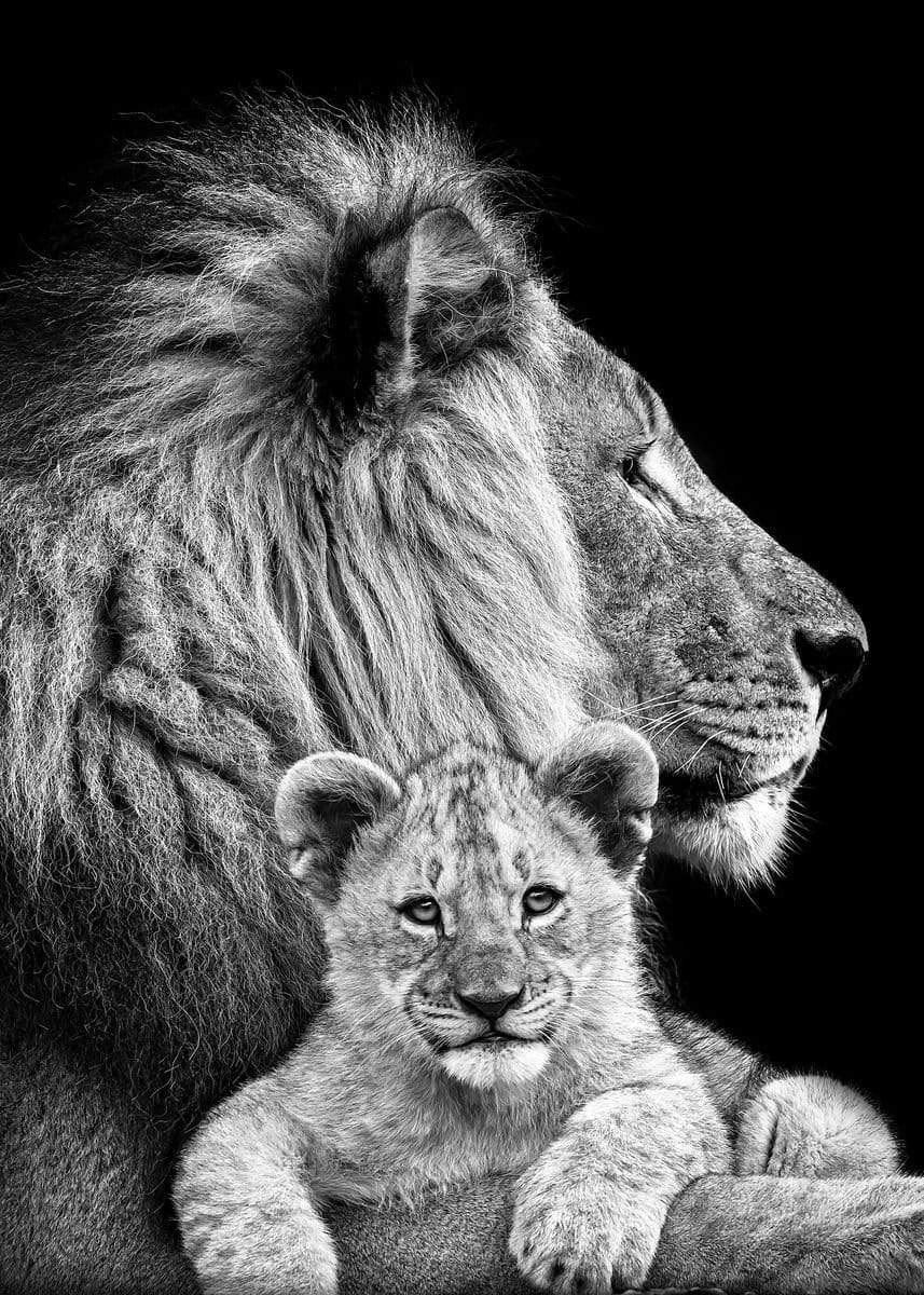Shop 0 20X30 cm No Frame / HZ15159 Black White Animals Art Lions Oil Painting Canvas Art Posters and Prints Wall Pictures for Living Room Home Wall Cuadros Decor Mademoiselle Home Decor