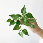 Artificial Plant Decor