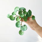 Artificial Plant Decor