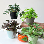 Artificial Plant Decor