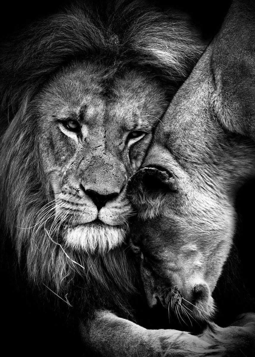 Shop 0 20X30 cm No Frame / HZ15176 Black White Animals Art Lions Oil Painting Canvas Art Posters and Prints Wall Pictures for Living Room Home Wall Cuadros Decor Mademoiselle Home Decor