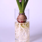 Shop 0 Clear Glass Hyacinth Vase Transparent Flower Plant Bottle Pot DIY Ornaments Home Living Room Garden Decoration Desk Decors 15cm Mademoiselle Home Decor