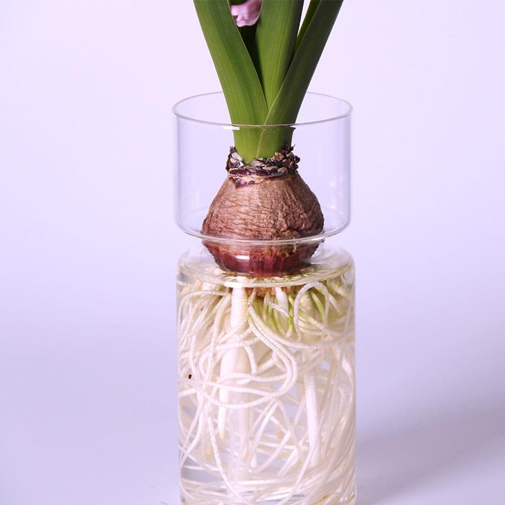 Shop 0 Clear Glass Hyacinth Vase Transparent Flower Plant Bottle Pot DIY Ornaments Home Living Room Garden Decoration Desk Decors 15cm Mademoiselle Home Decor