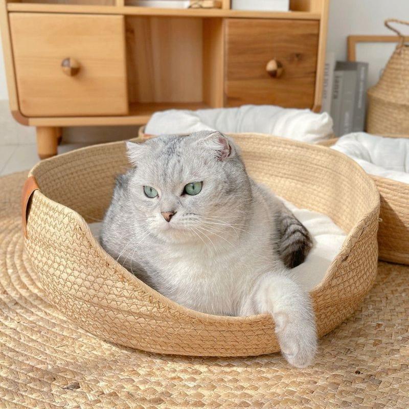 Shop 0 Gisou Pet Bed Mademoiselle Home Decor