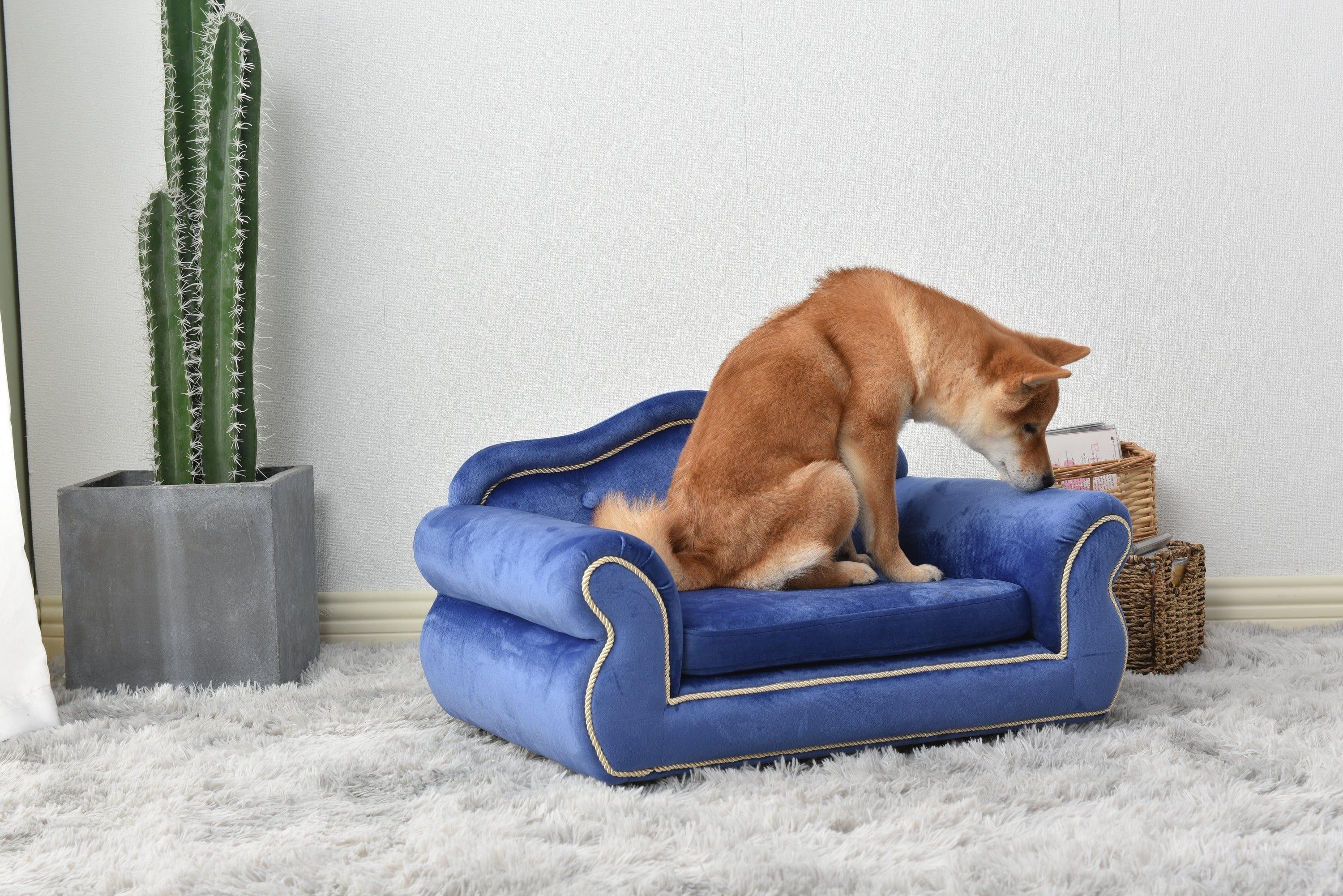 Shop Rayne Pet Bed Mademoiselle Home Decor