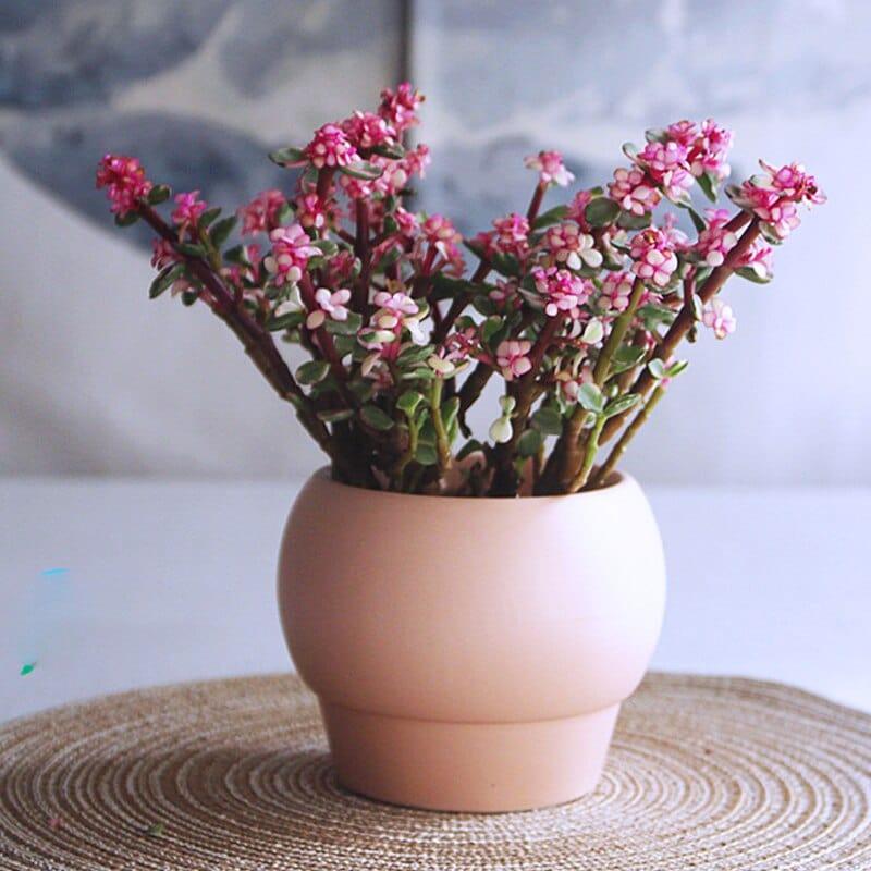 Shop 0 Nordic Ins Simple Round Ceramic Flower Pot Creative Tall Pot Small Potted Office Desktop Succulent Flower Pot Home Garden Mademoiselle Home Decor